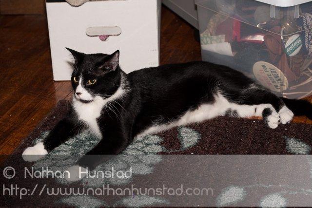 ???? chilling on the rug